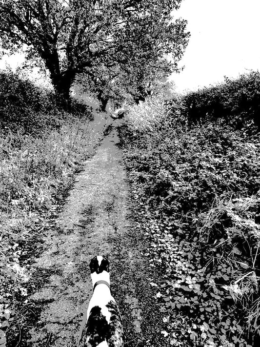 the one where i take Crowley for a Walk with modernism, and post- conceptualism